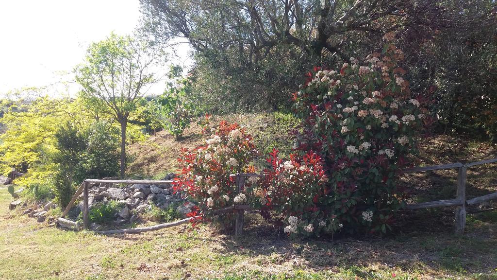 Casa Vacanze Poggio Degli Ulivi Villa Ascea Exterior foto